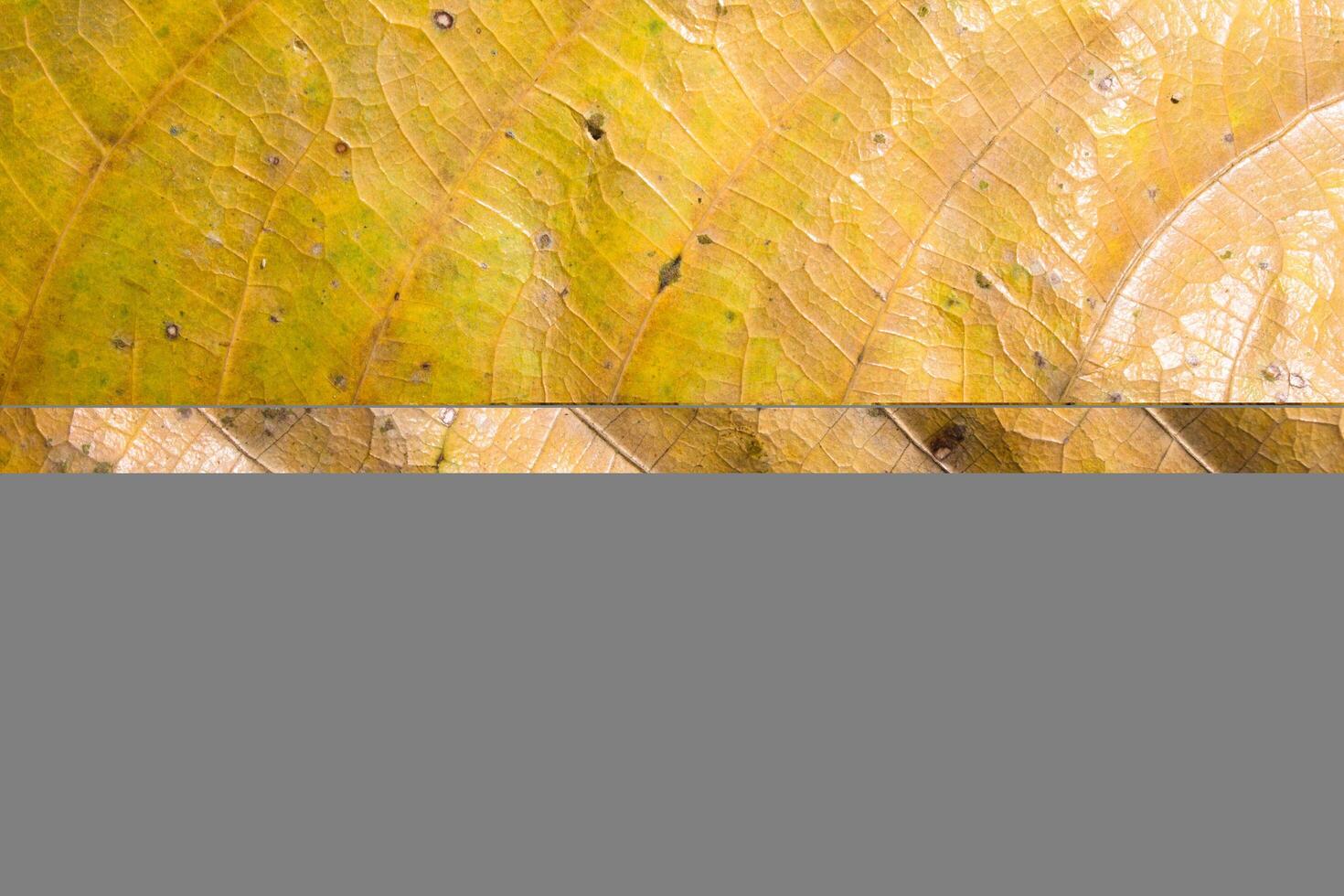 yellow leaf texture photo