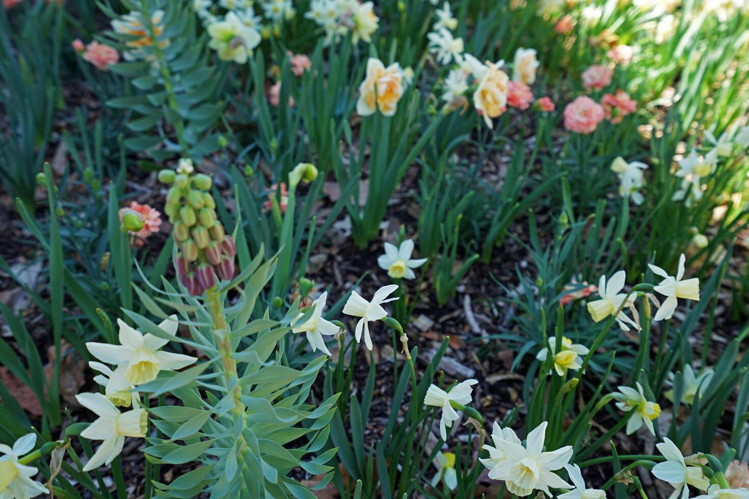 Blooming Carnation and Jonquilla Daffodils flower in green botanical garden park photo