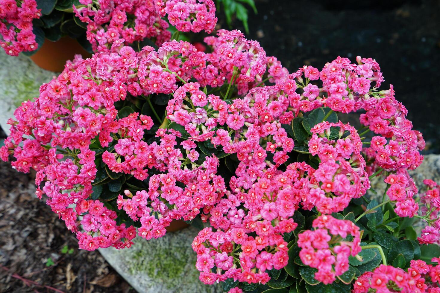 Full blooming tiny pink flower plant in green garden park photo