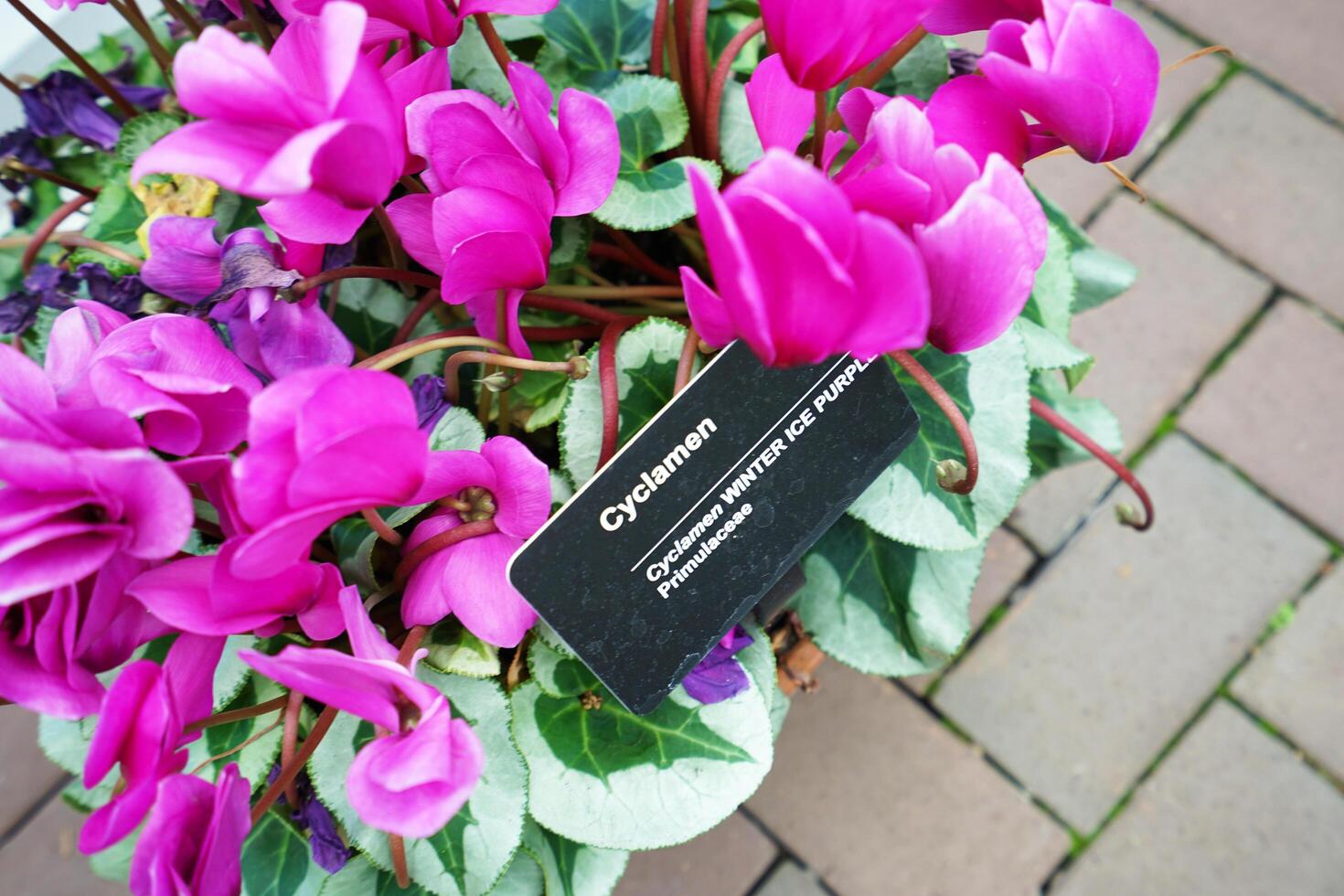 Full blooming tiny pink flower plant in green garden park photo