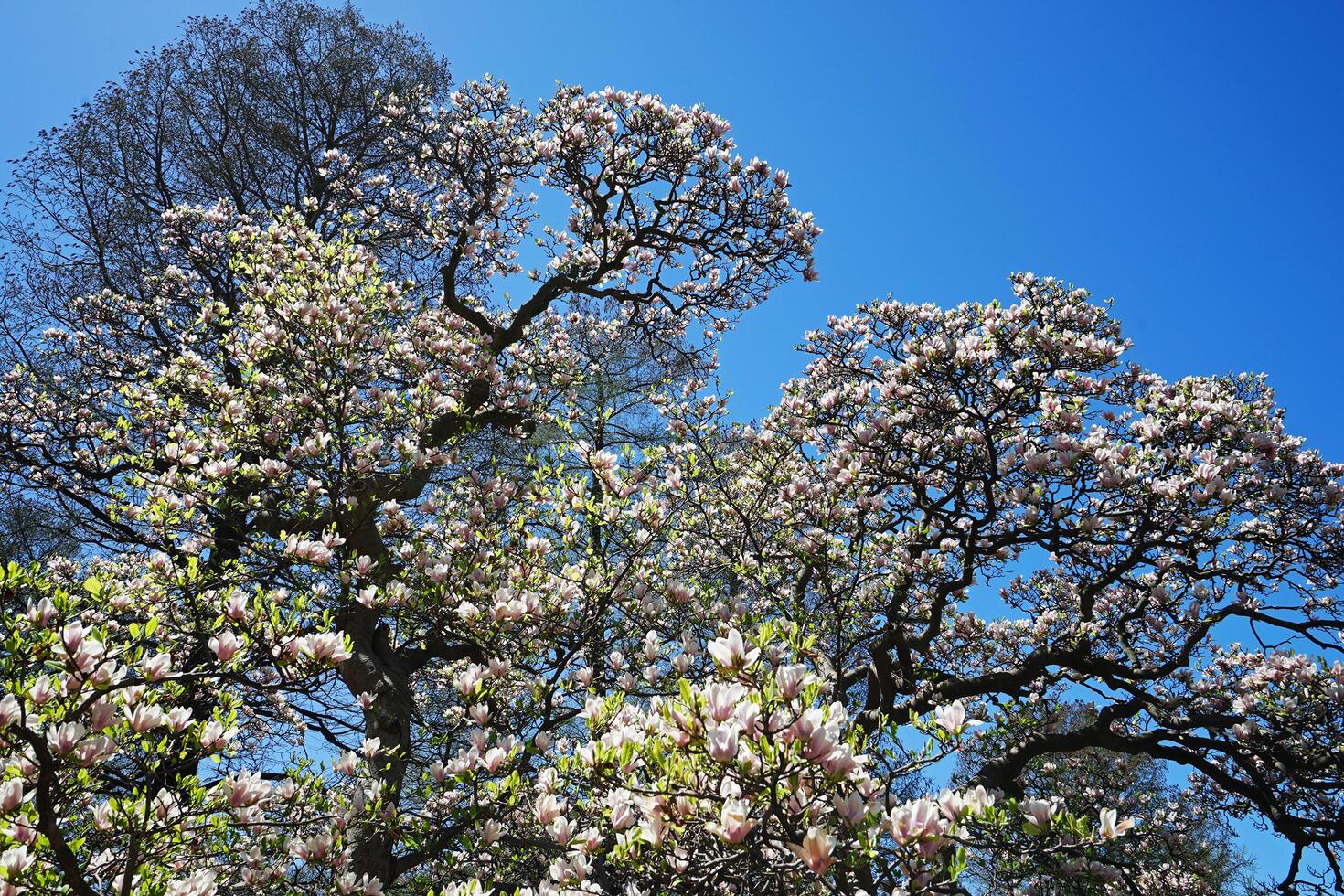 Close up blooming pink Saucer Chinese Magnolia tree in green botanical garden park photo