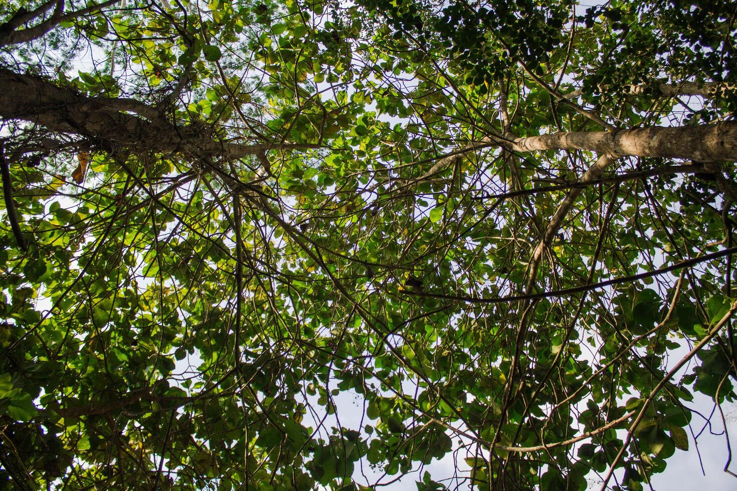 seen from under the teak tree photo