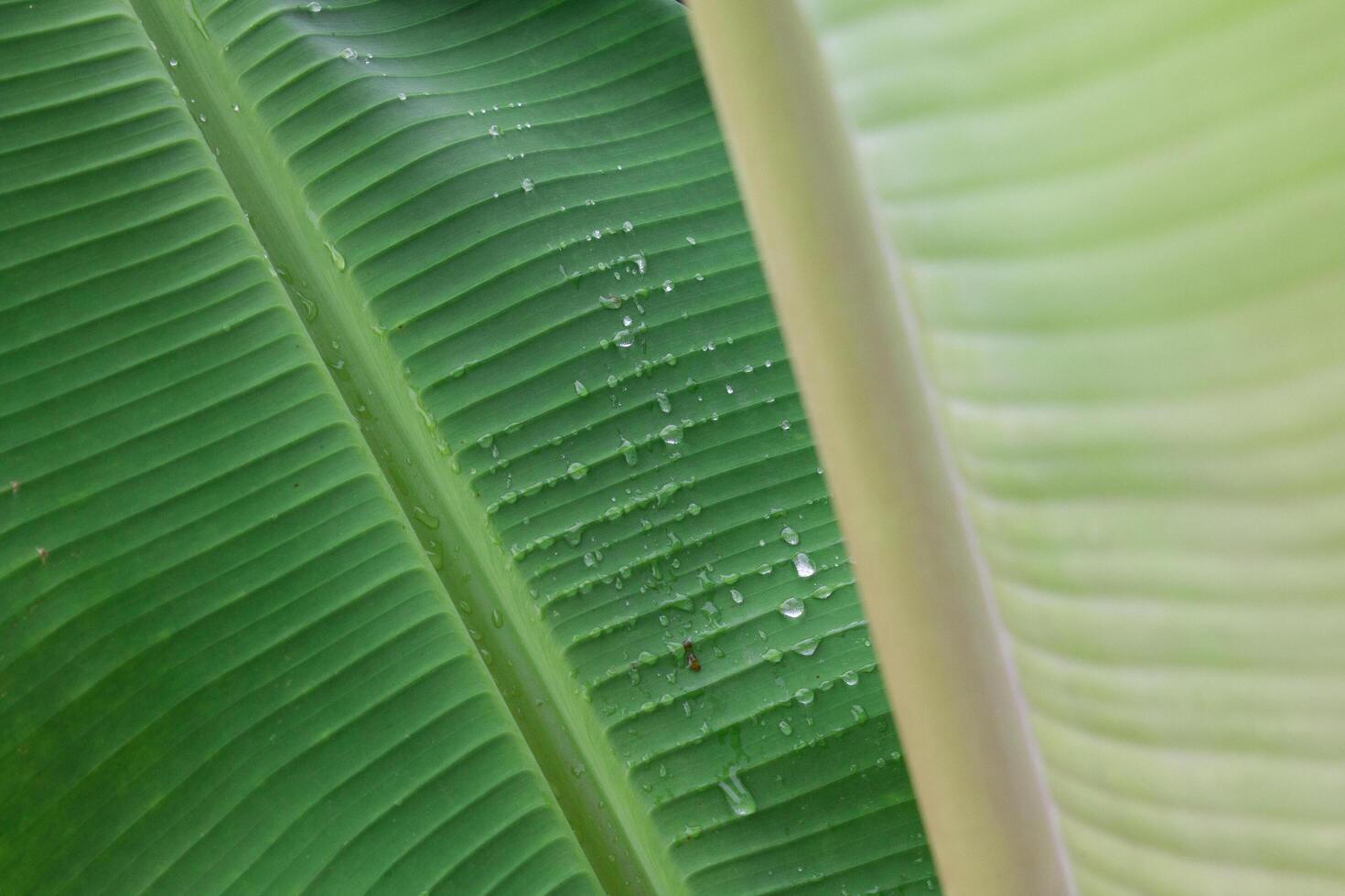 dew on banana leaf,banana leaf texture photo