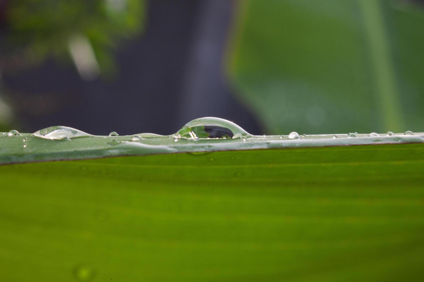 dew on banana leaf,banana leaf texture photo