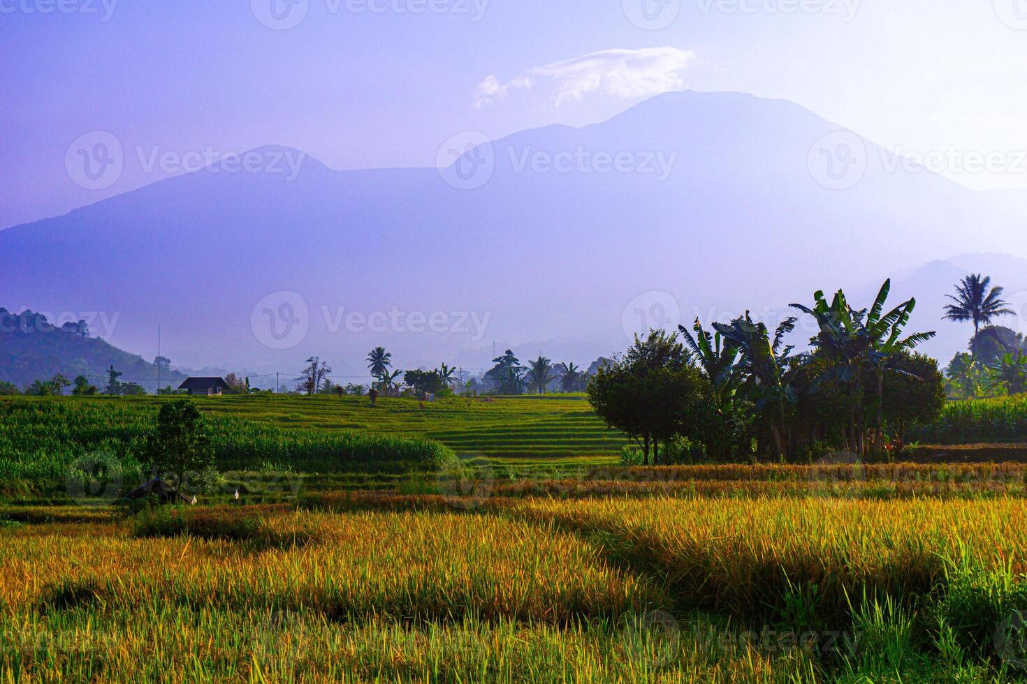 indonesia beauty landscape paddy fields in north bengkulu natural beautiful morning view from Indonesia of mountains and tropical forest photo