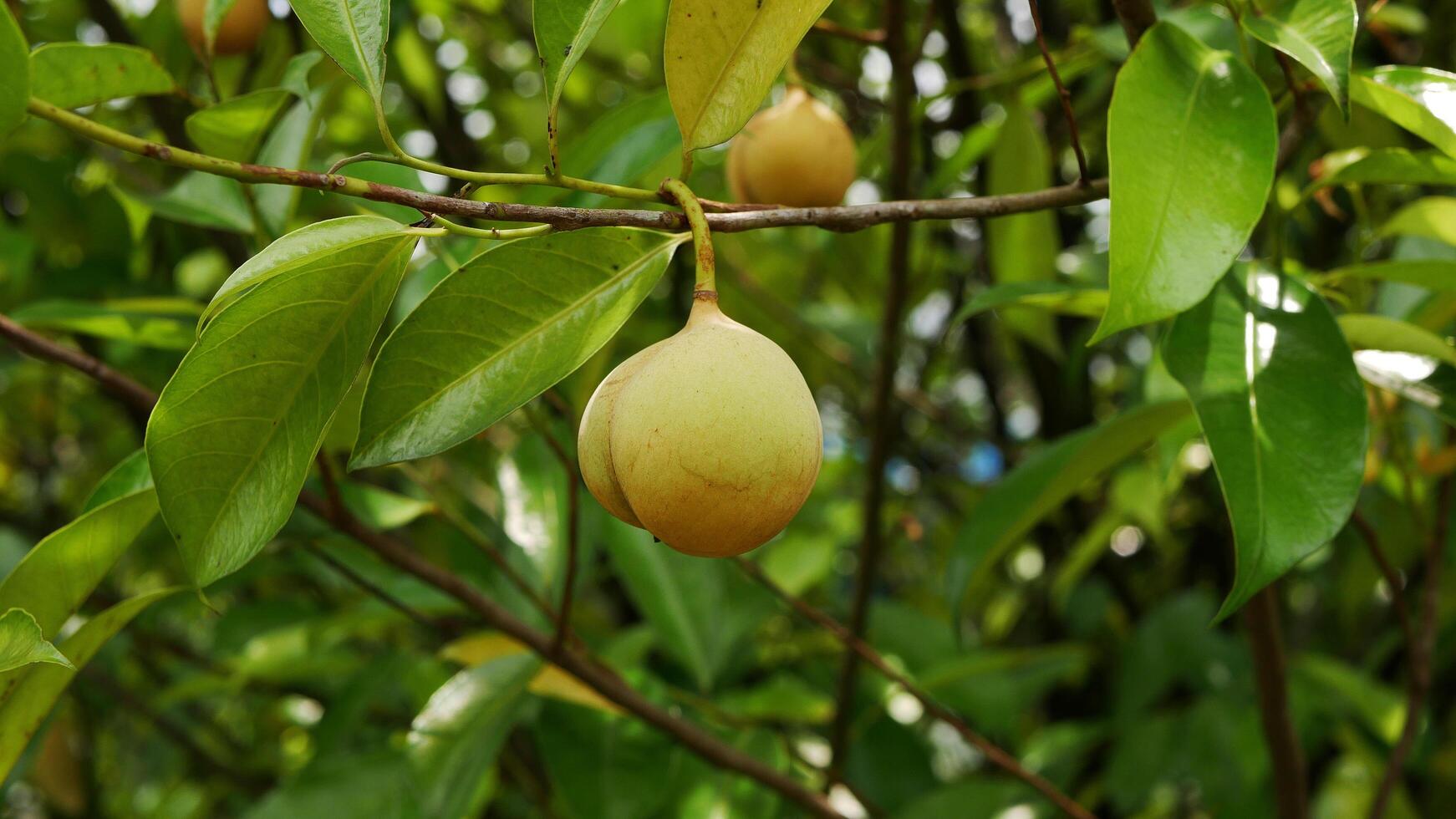 Several yellowish nutmeg fruits hanging on the branch, surrounded by lush and fresh green leaves. photo