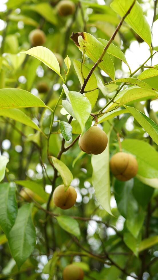 Several ripe nutmeg fruits hanging from the tree branch, surrounded by fresh light green leaves, with a blurred background. photo