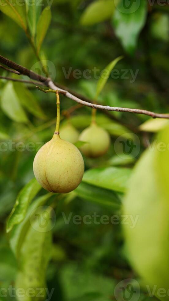 Several ripe nutmeg fruits hanging from the tree branch, surrounded by fresh light green leaves, with a blurred background. photo