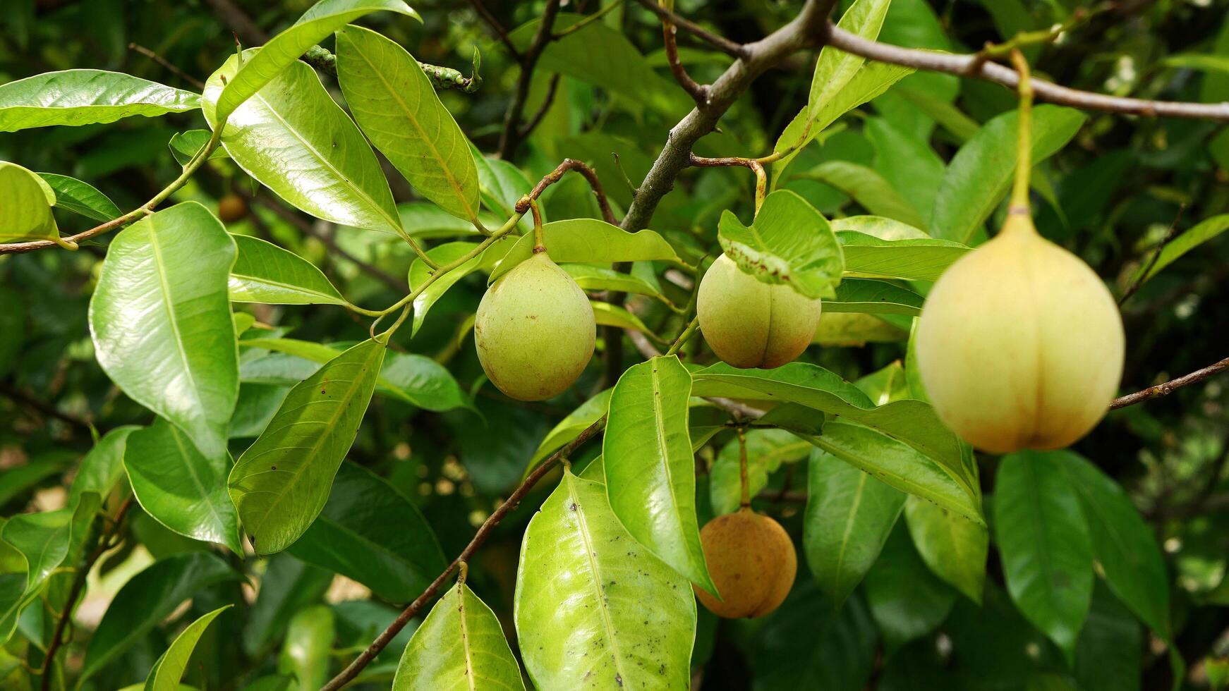 Several yellowish nutmeg fruits hanging on the branch, surrounded by lush and fresh green leaves. photo