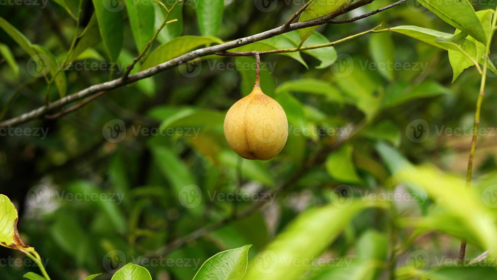 Nutmeg fruits hanging on the tree branch with green leaves, seen in a lush and green garden. photo
