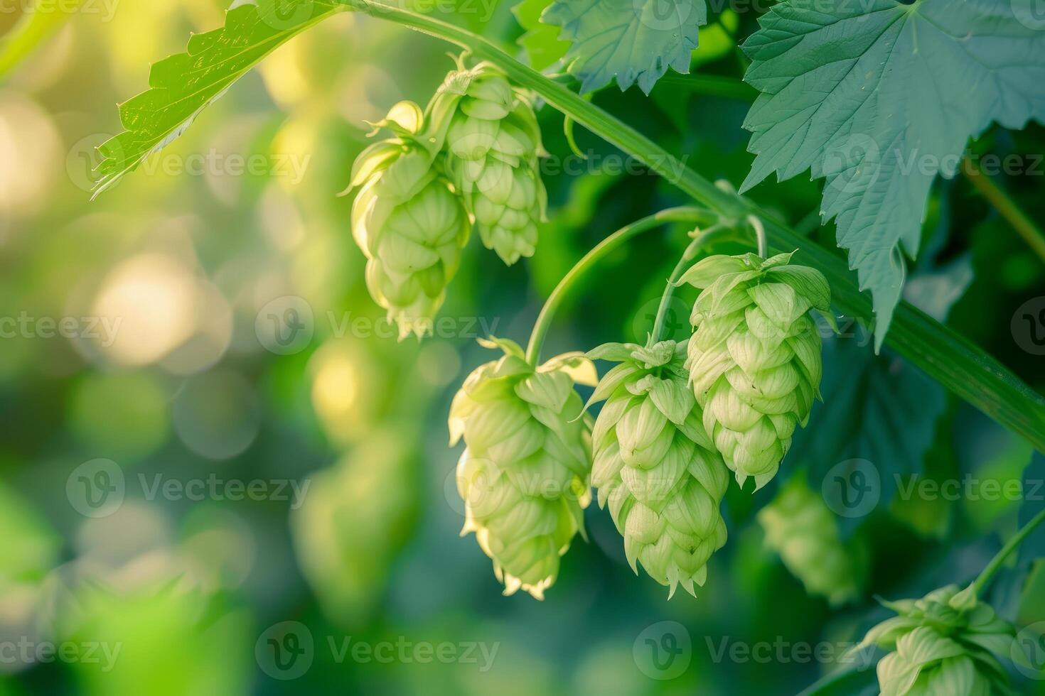 Fresh green hops growing on vine in summertime photo