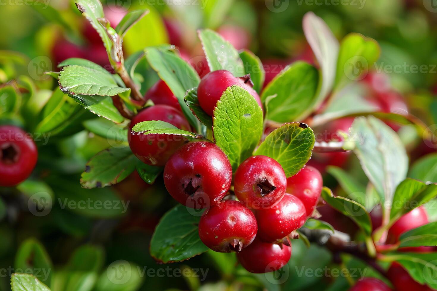 Cotoneaster branch with red berries growing in garden photo