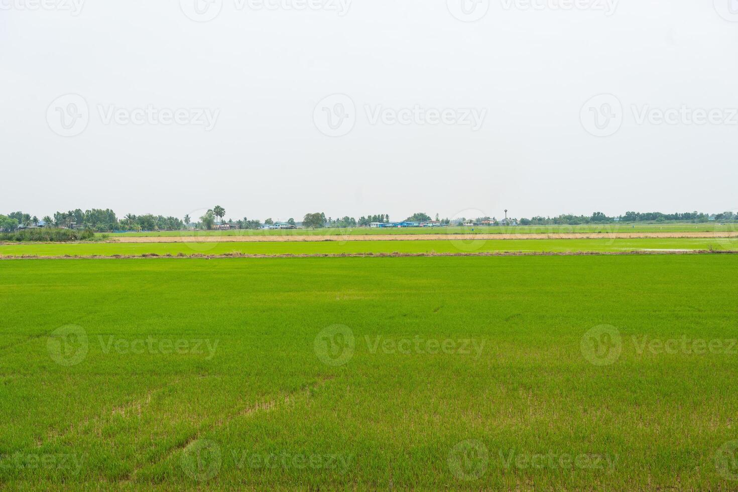View of field on a background of the sky. photo