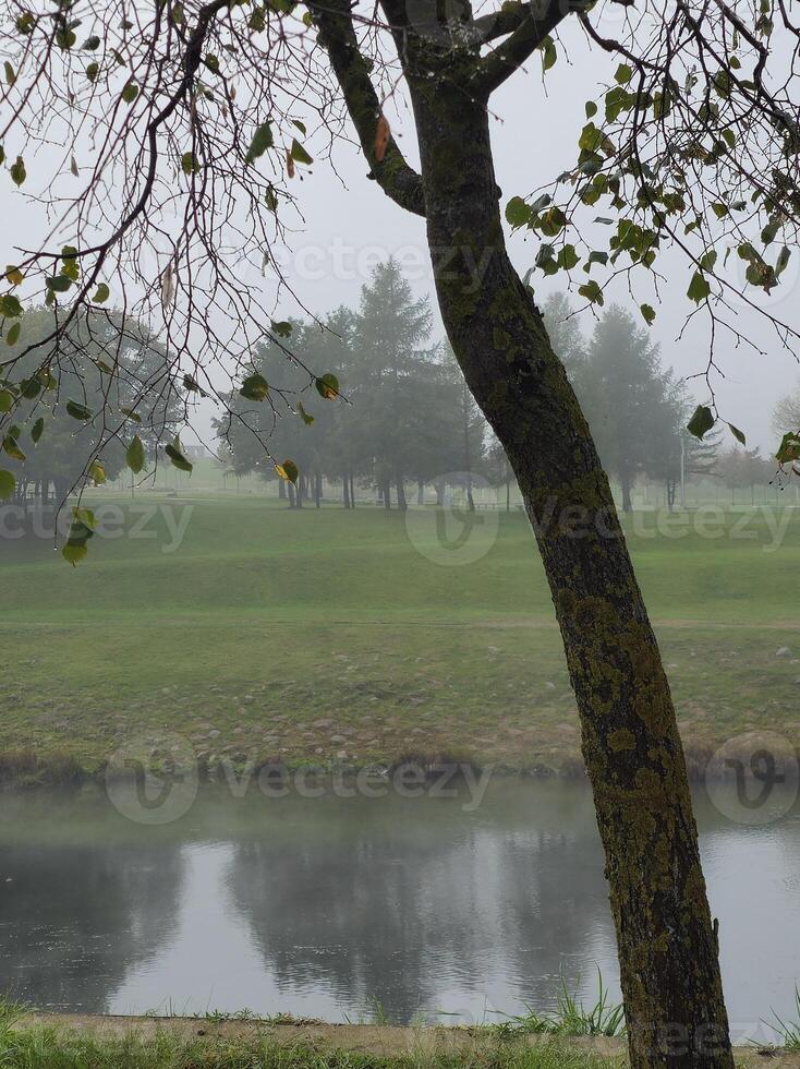 a view of a pond and trees on a foggy day photo