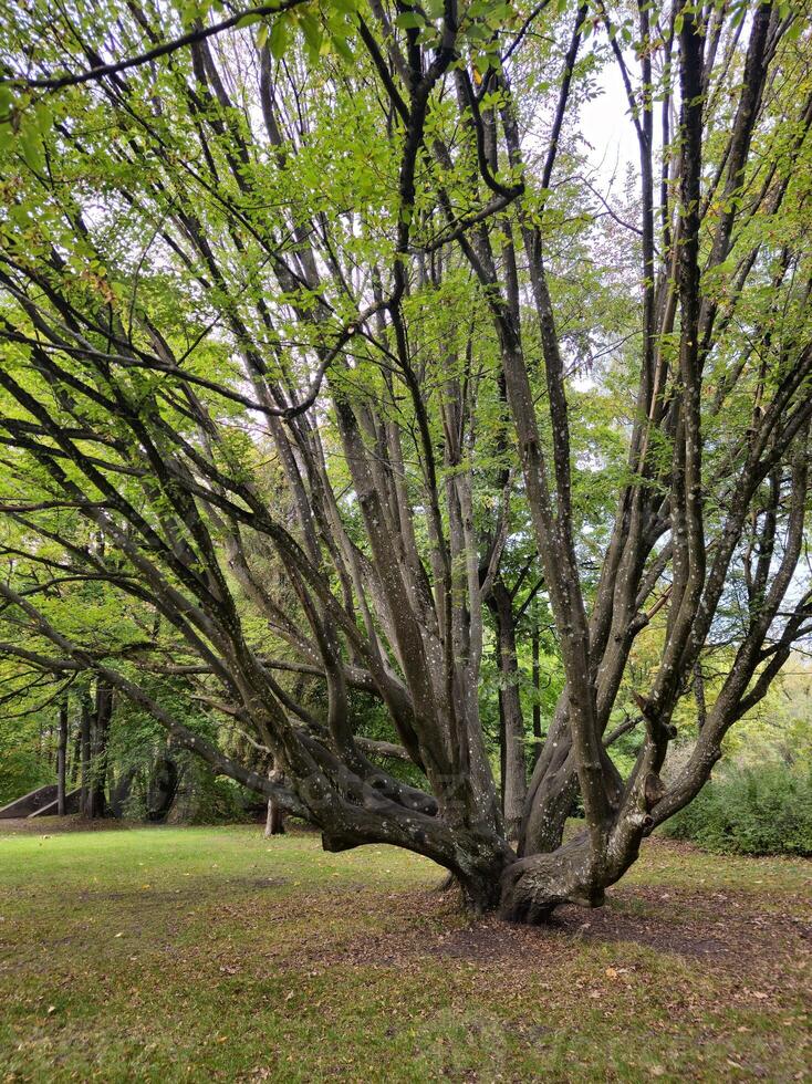 a large tree in a park with green leaves photo