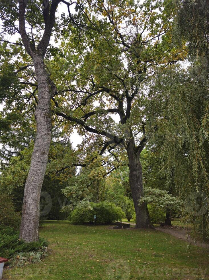 a large tree in a park with a bench and a bench photo