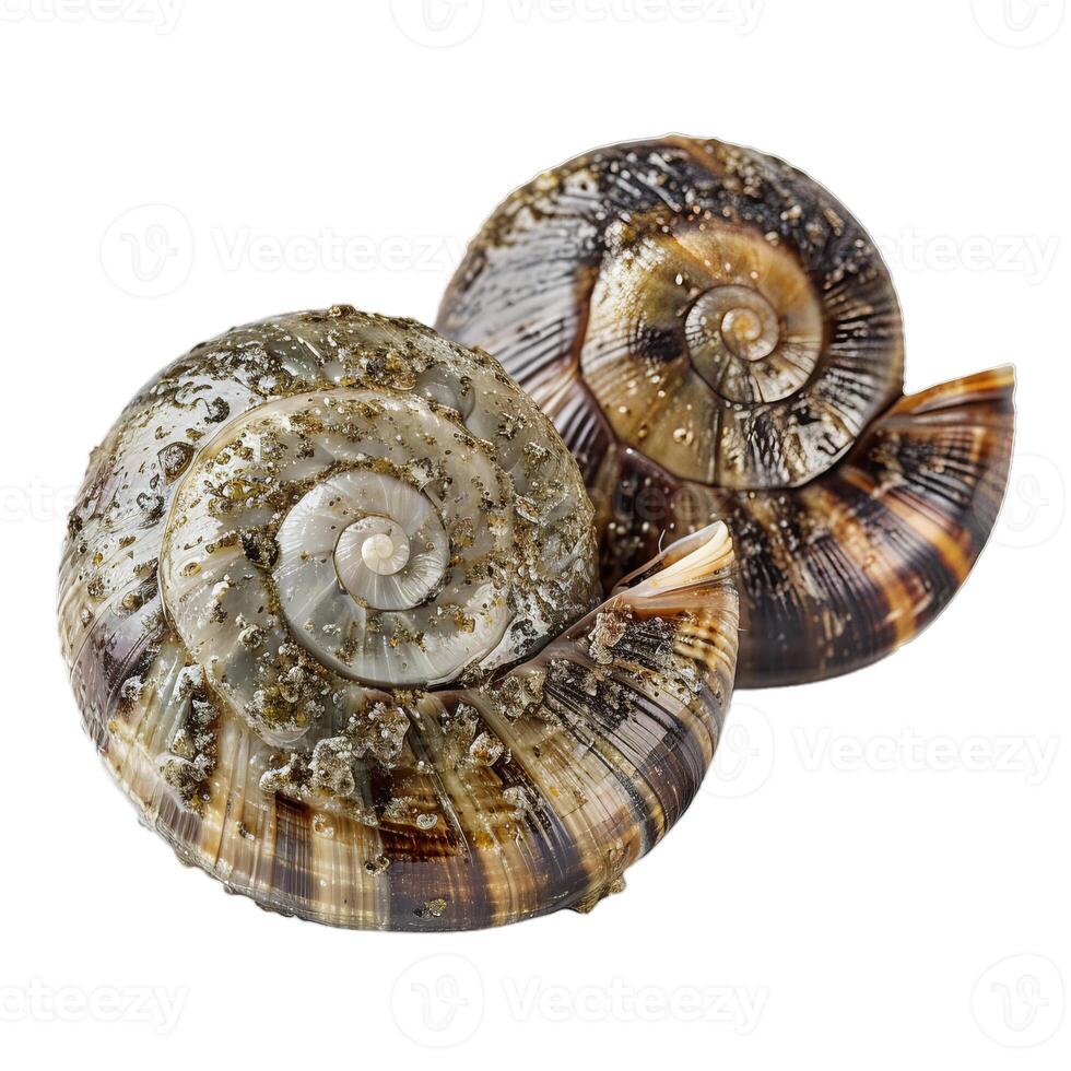 Two garden snails showing spiral shells on white background photo