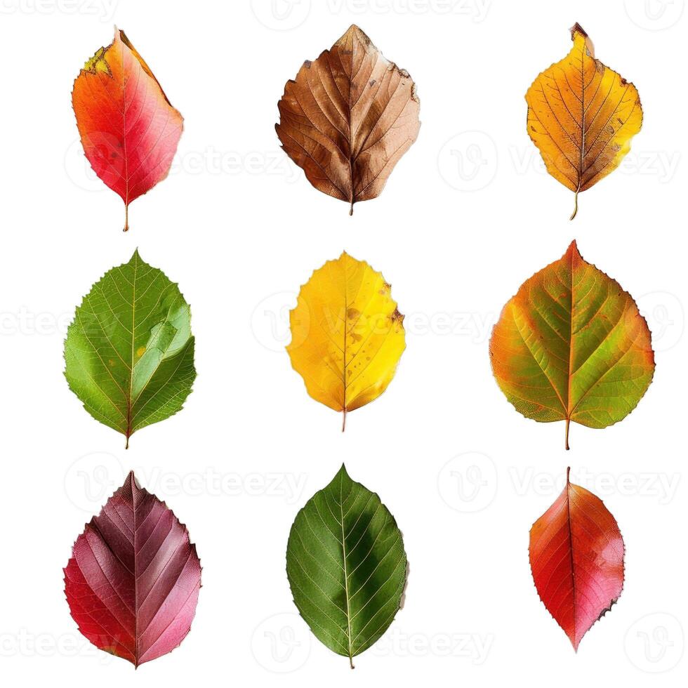 Nine colorful autumn leaves showing changing seasons photo