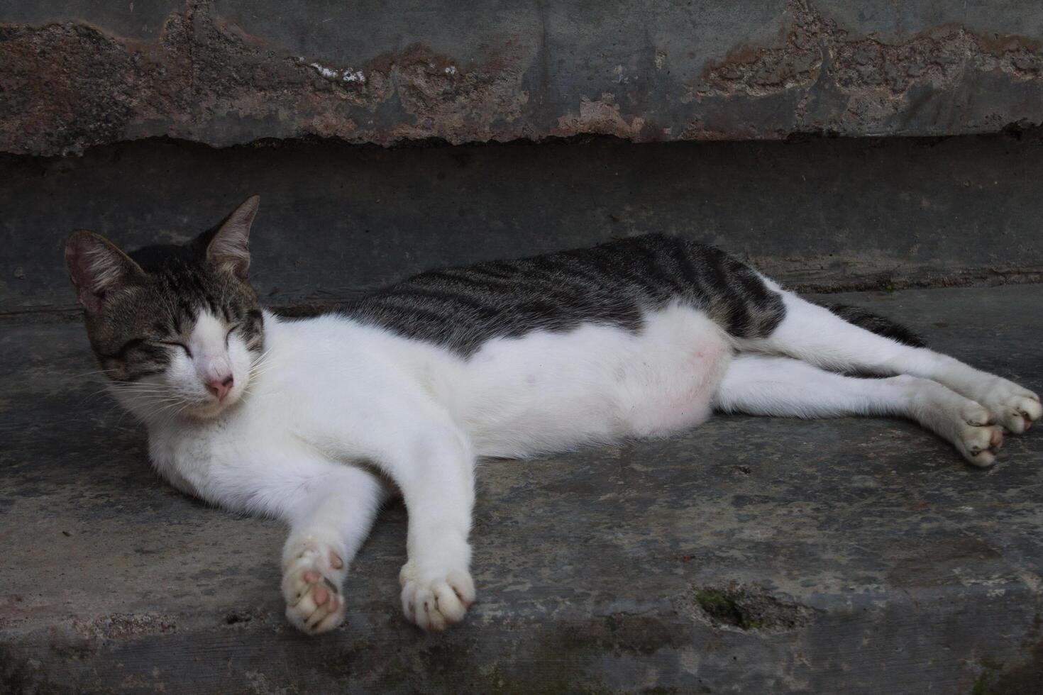 a cat sleeping on the porch photo