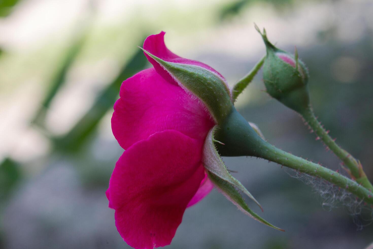 red rose flower blooming blur background photo