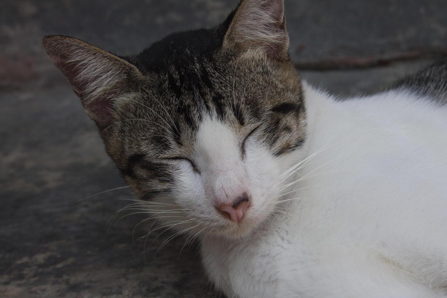 a cat sleeping on the porch photo
