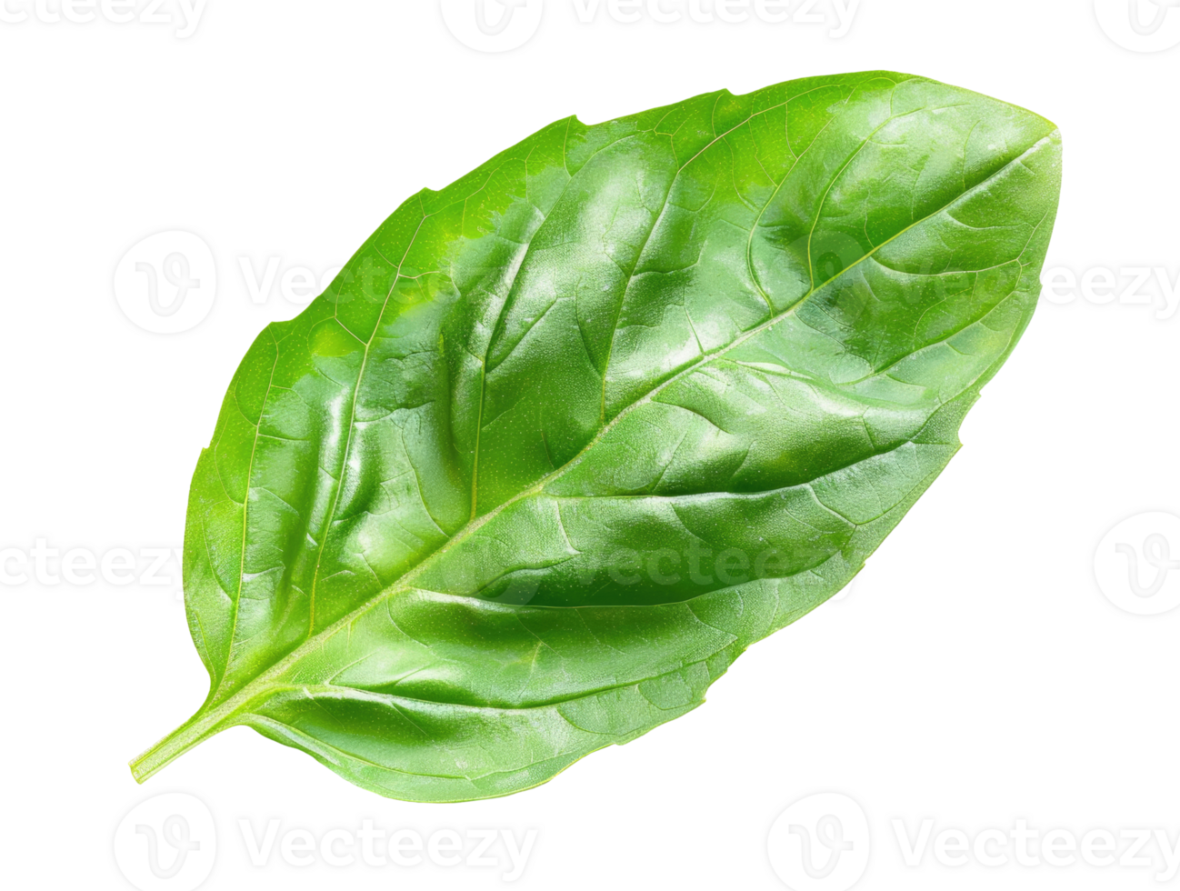 One Basil Leaf png