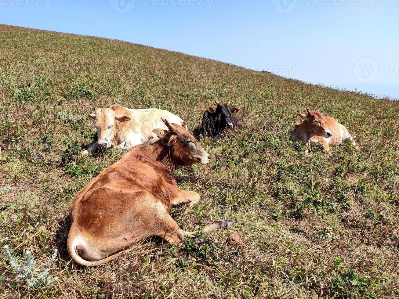 Four zebu cattle graze on a lush hillside, perfectly suited to the mountainous terrain. Rolling hills, a clear sky, and distant mountains create a peaceful and scenic backdrop. photo