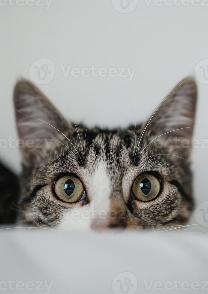 Purring cat with big eyes, white background, International Cat Day, adorable face, photo