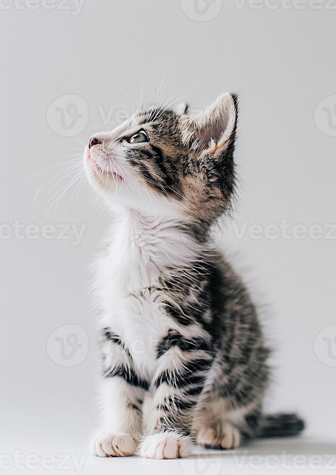 Adorable kitten purring, white background, International Cat Day, curious gaze, soft lighting, photo