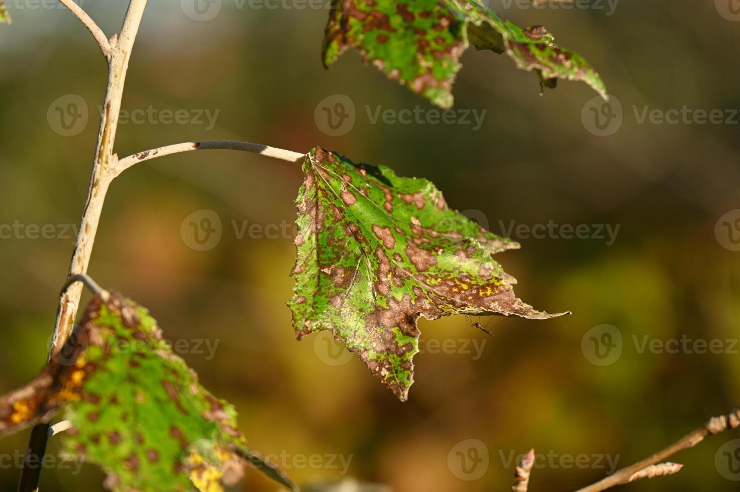 a leaf with brown and green spots on it photo