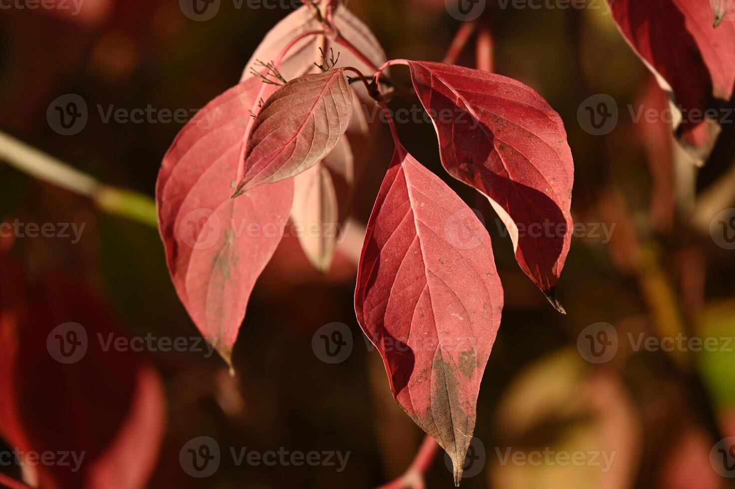 a close up of a red leaf on a plant photo