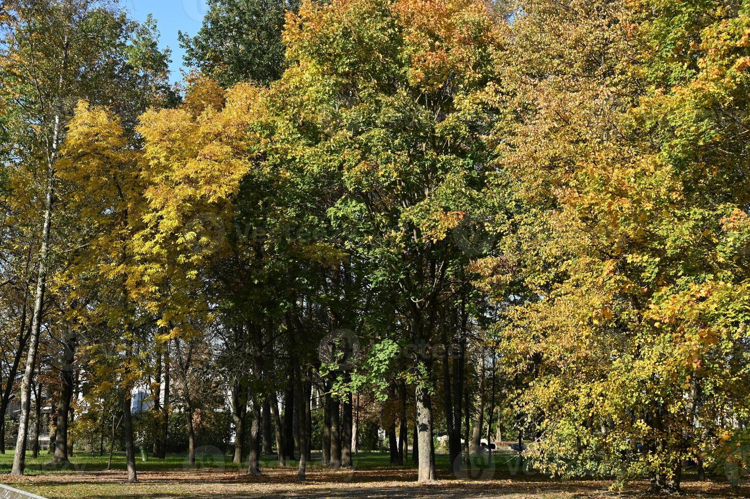 autumn trees in the park photo