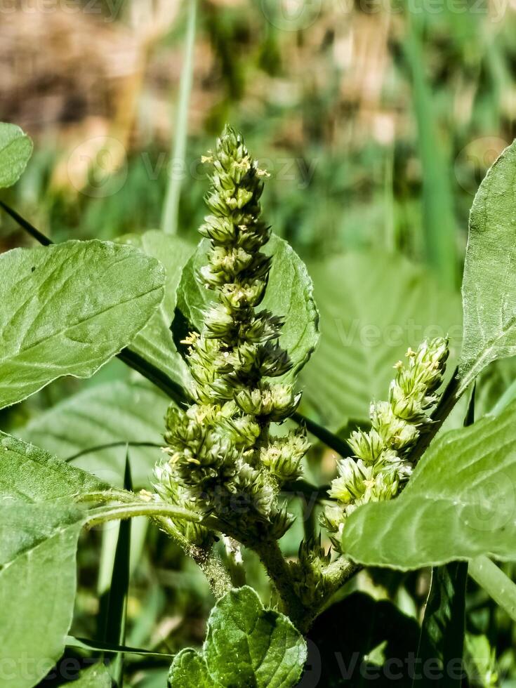 Close-up of fresh leaves and flowers of Amaranthus retroflexus photo