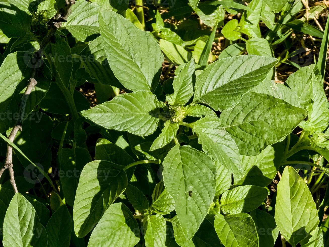 Close-up of fresh leaves and flowers of Amaranthus retroflexus photo