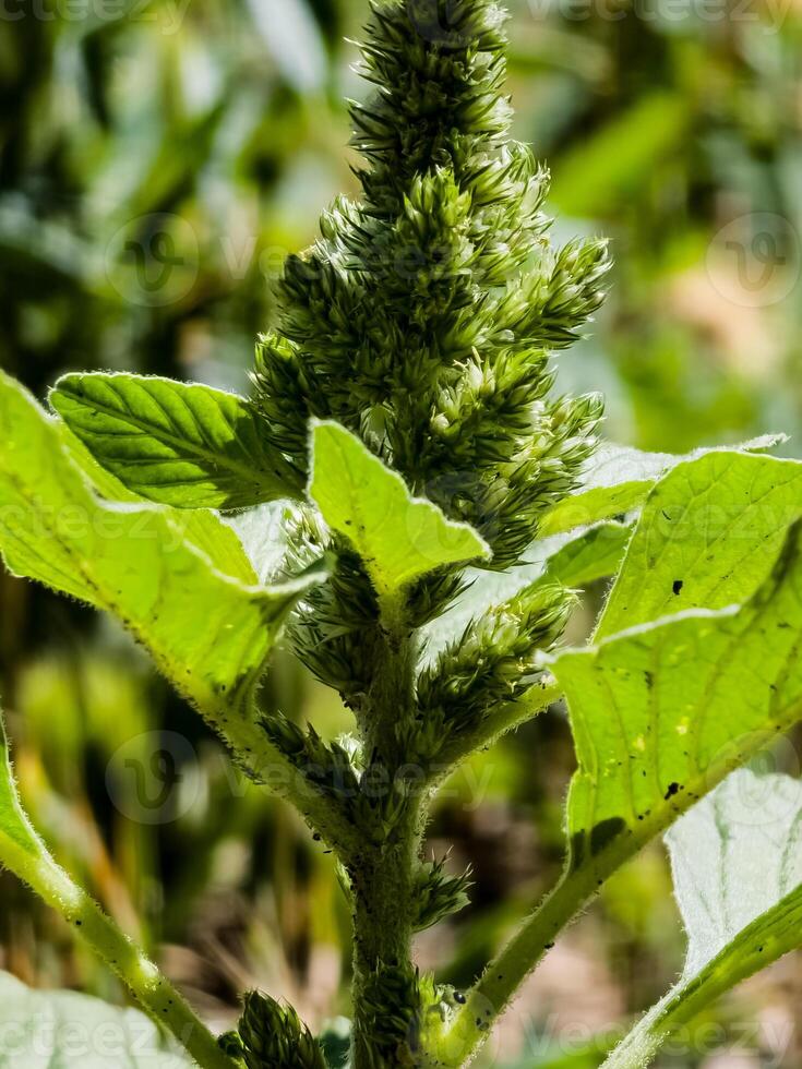 Close-up of fresh leaves and flowers of Amaranthus retroflexus photo