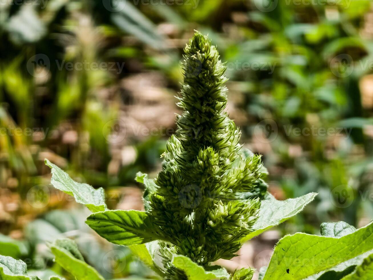 Close-up of fresh leaves and flowers of Amaranthus retroflexus photo