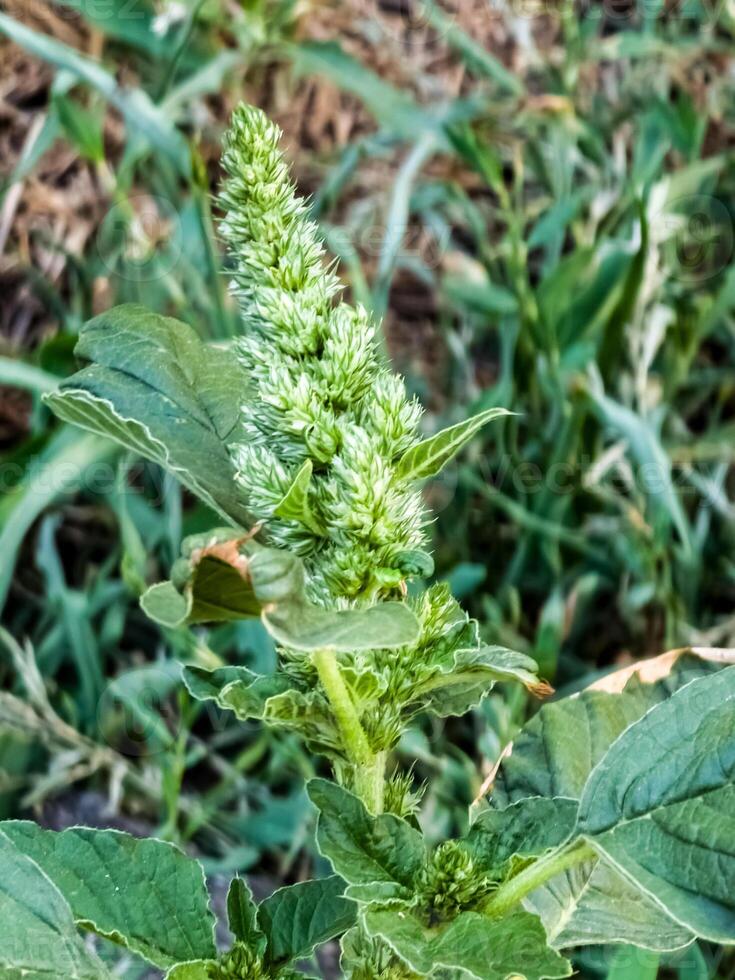 Close-up of fresh leaves and flowers of Amaranthus retroflexus photo