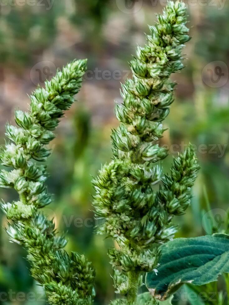 Close-up of fresh leaves and flowers of Amaranthus retroflexus photo