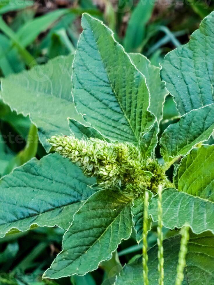 Close-up of fresh leaves and flowers of Amaranthus retroflexus photo