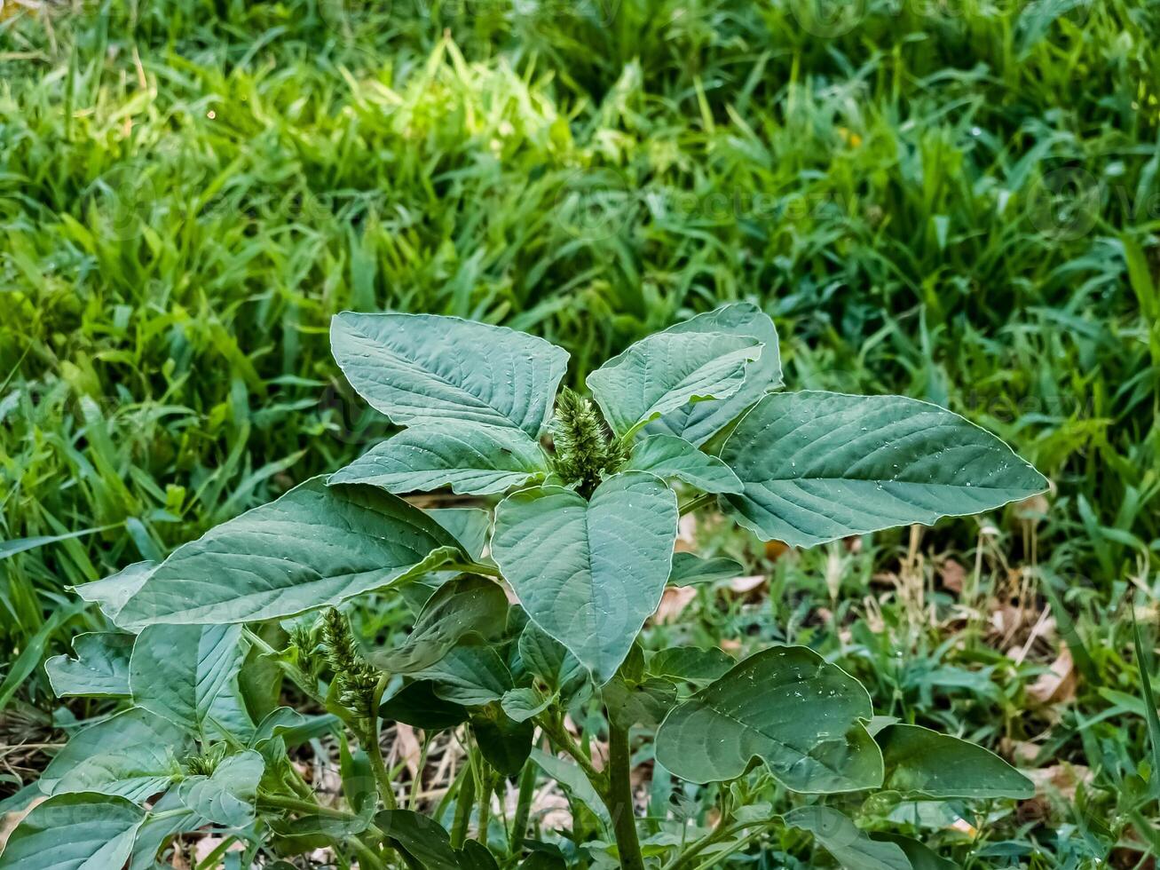 Close-up of fresh leaves and flowers of Amaranthus retroflexus photo