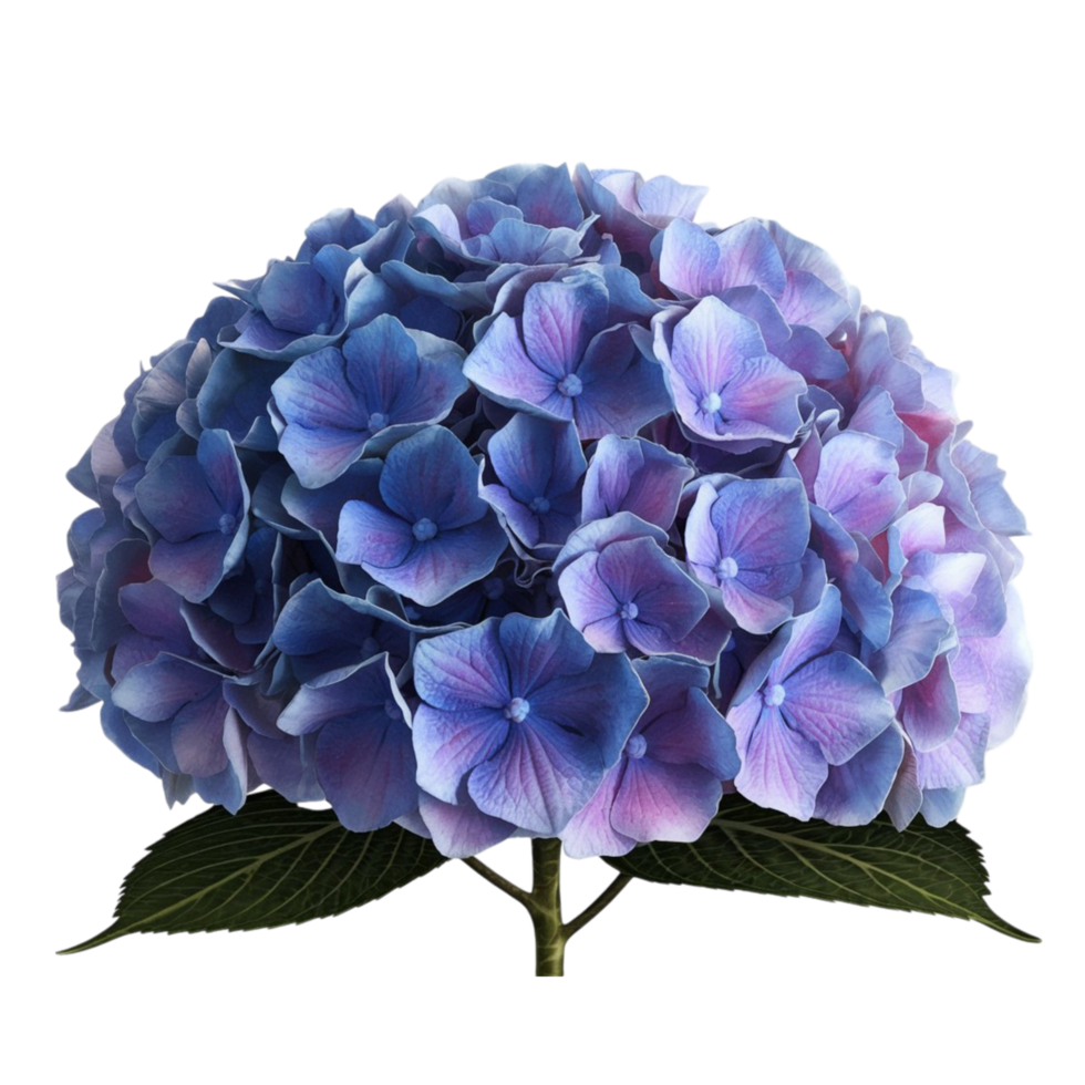 Blue Hydrangea Flower Clipart png