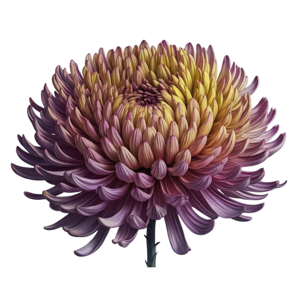 Colorful chrysanthemum flower in full bloom png