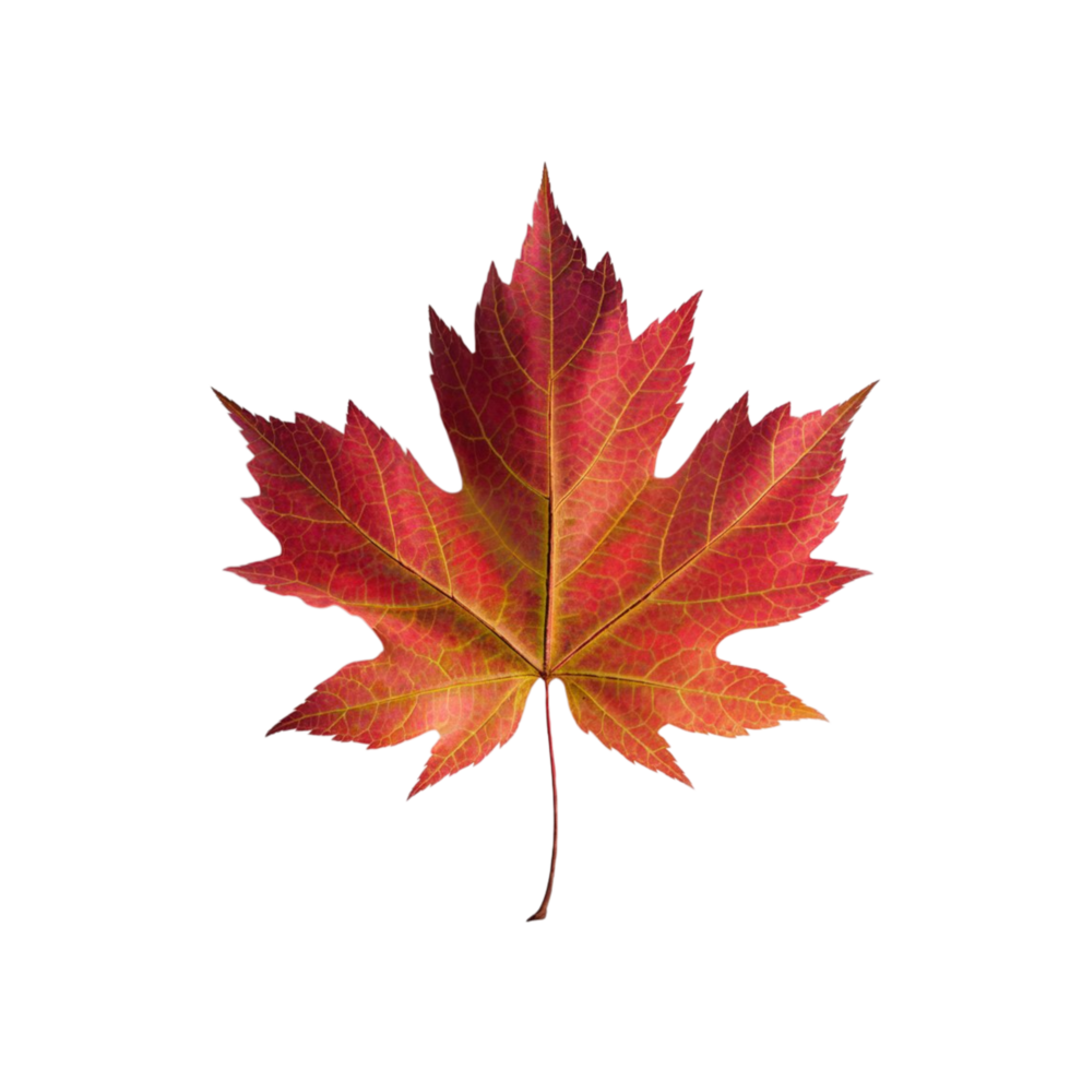 Red Maple Leaf Symbolizing Autumn and Fall png