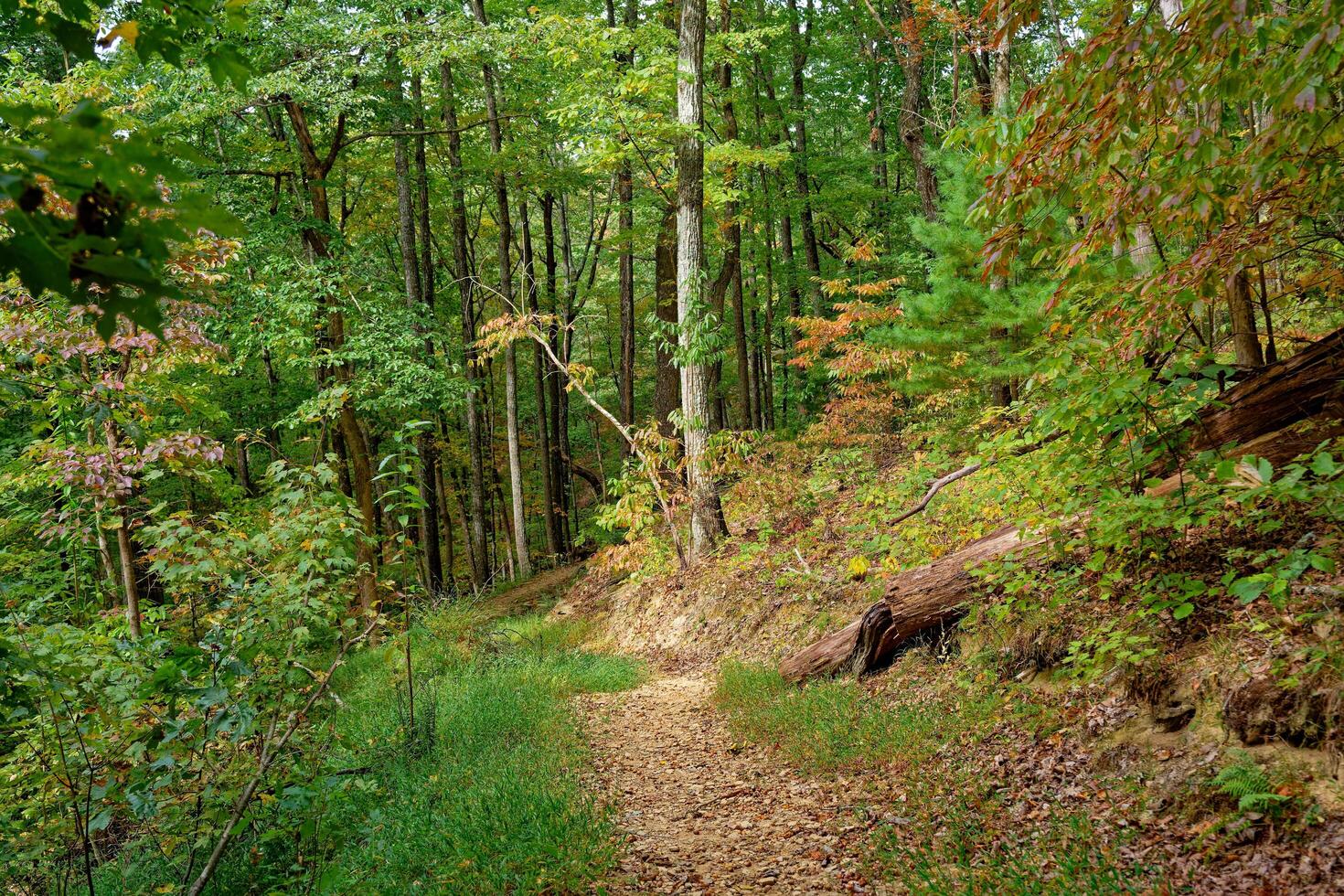 Trail in the woods in autumn photo