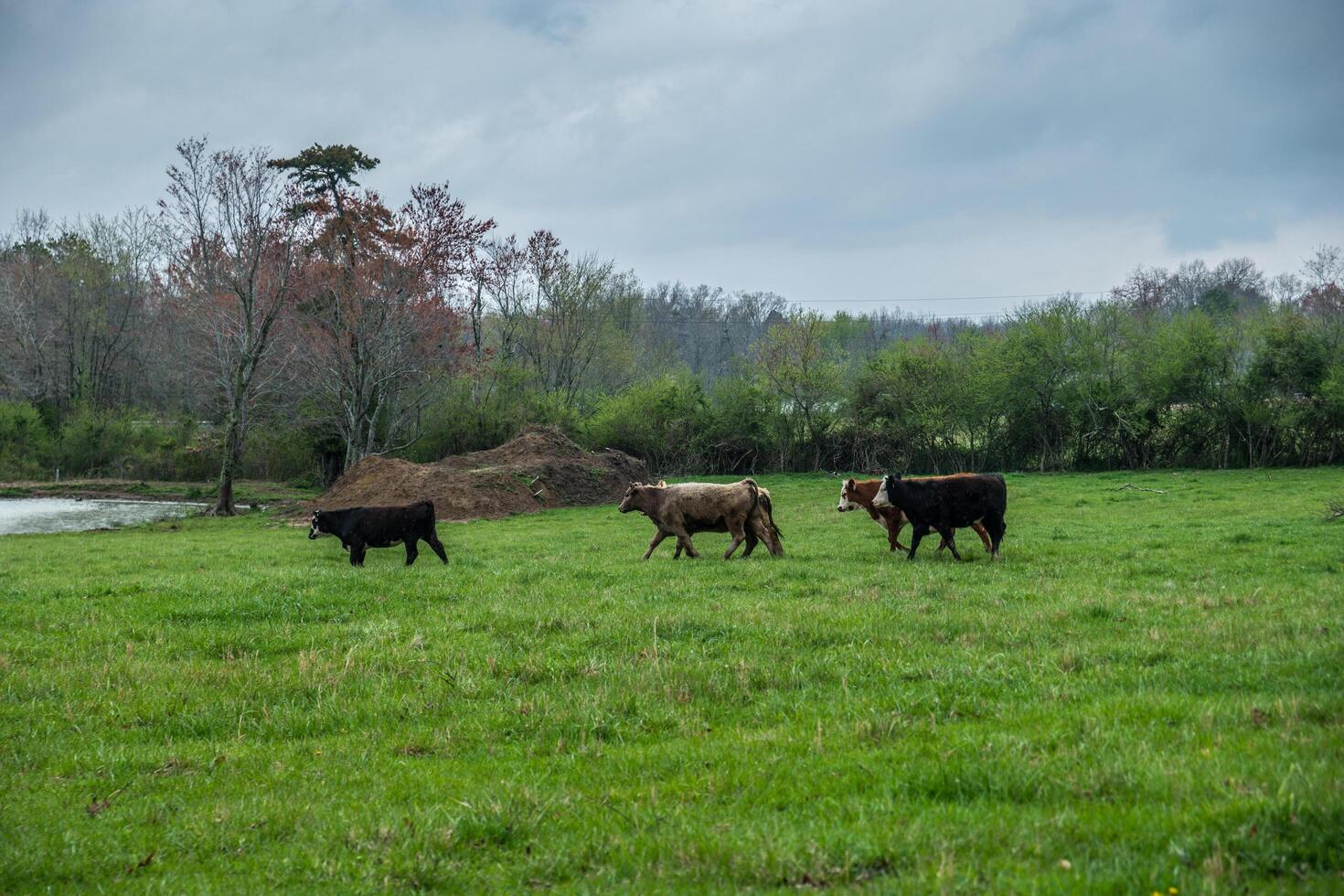 Cows running in the field photo