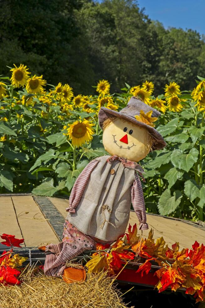 Scarecrow decoration in a sunflower field photo