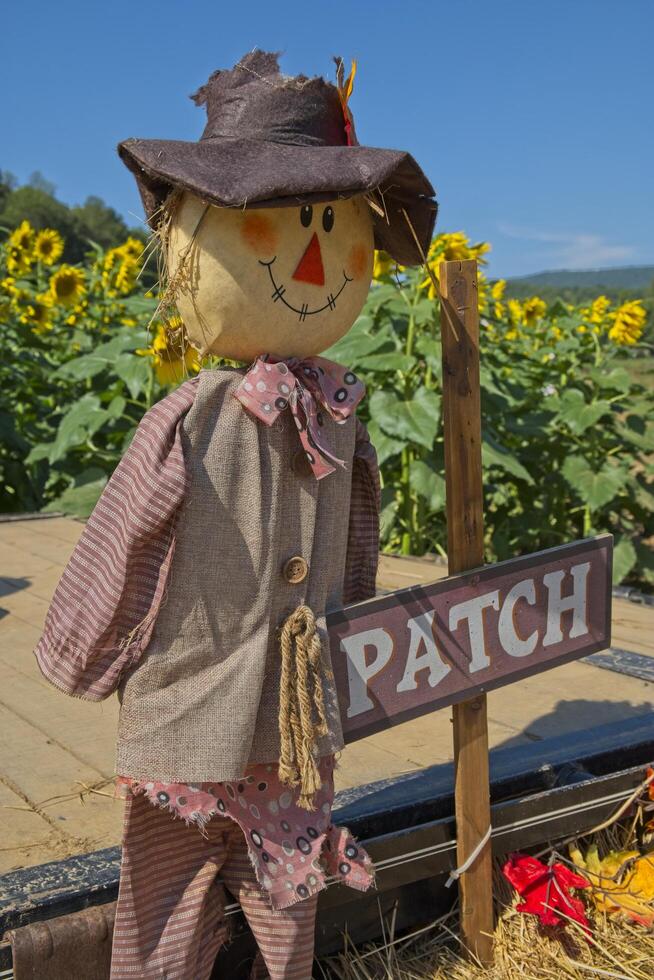 Scarecrow decoration closeup in a sunflower field photo