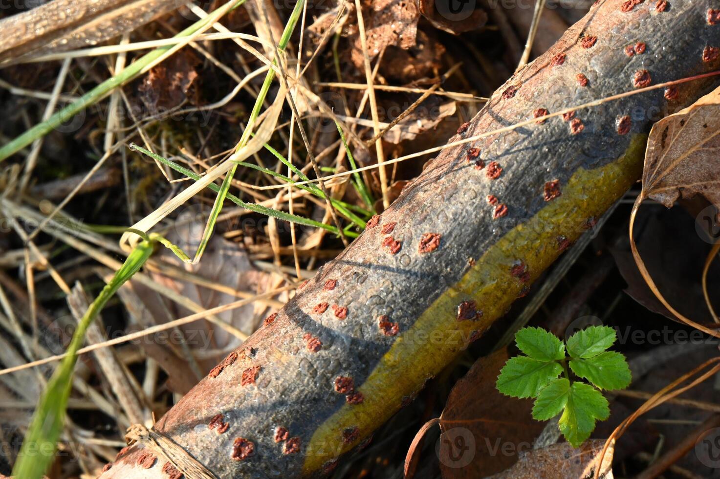 a stick with holes in it laying on the ground photo