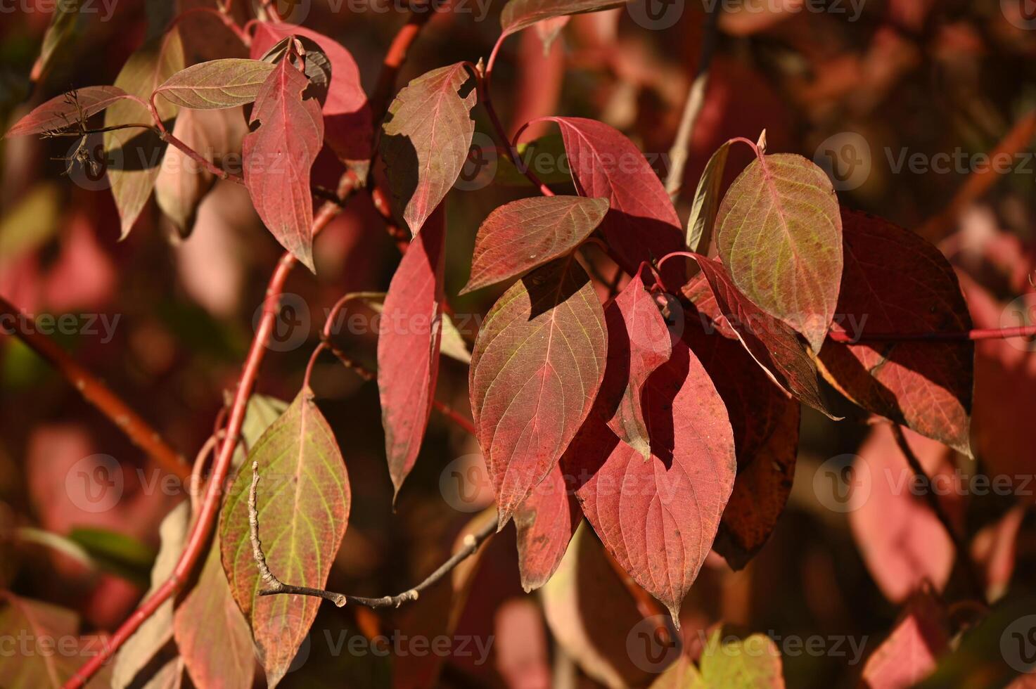 a close up of a red leafed tree photo