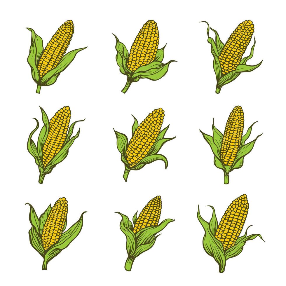 Corn on cob illustration vector